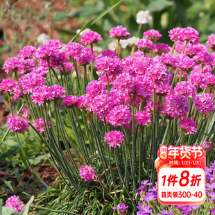 海蒂的花园石竹阳台庭院景观花卉耐寒花期长阳台好养植物花卉盆栽