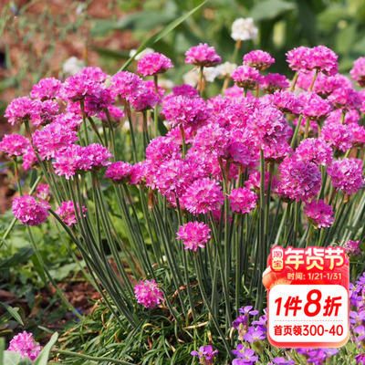 石竹草本花卉耐阴好养盆栽