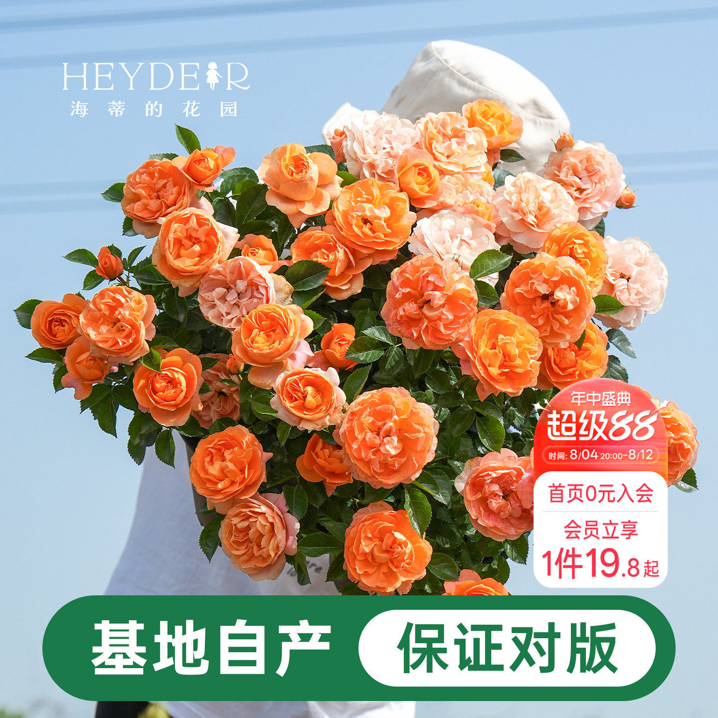 海蒂的花园月季花苗盆栽小苗爬藤玫瑰果汁阳台多季开花地栽花苗