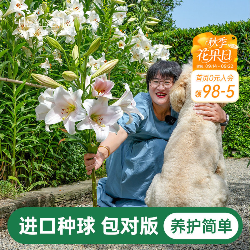 海蒂的花园百合种球重瓣香水图片