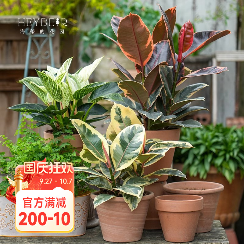 【小红书10万人种草】室内红掌