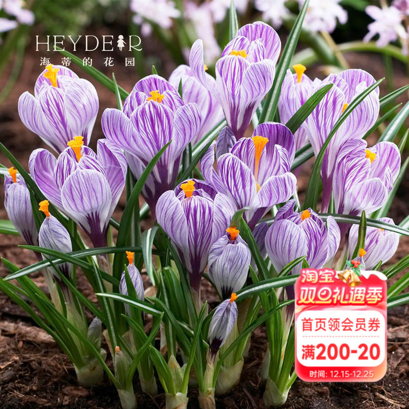 海蒂的花园番红花种球进口好养多年生冬春可地栽植物花卉盆栽种球