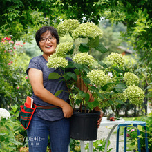 海蒂的花园乔木绣球泡泡糖花苗贝拉安娜粉色可做干花树苗花卉盆栽