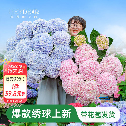 海蒂的花园绣球花苗盆栽无尽夏万华镜大花阳台花园庭院花卉植物