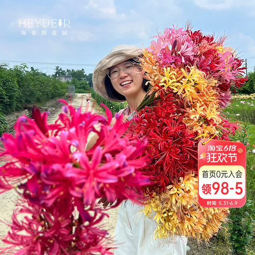 海蒂的花园彼岸花石蒜种球