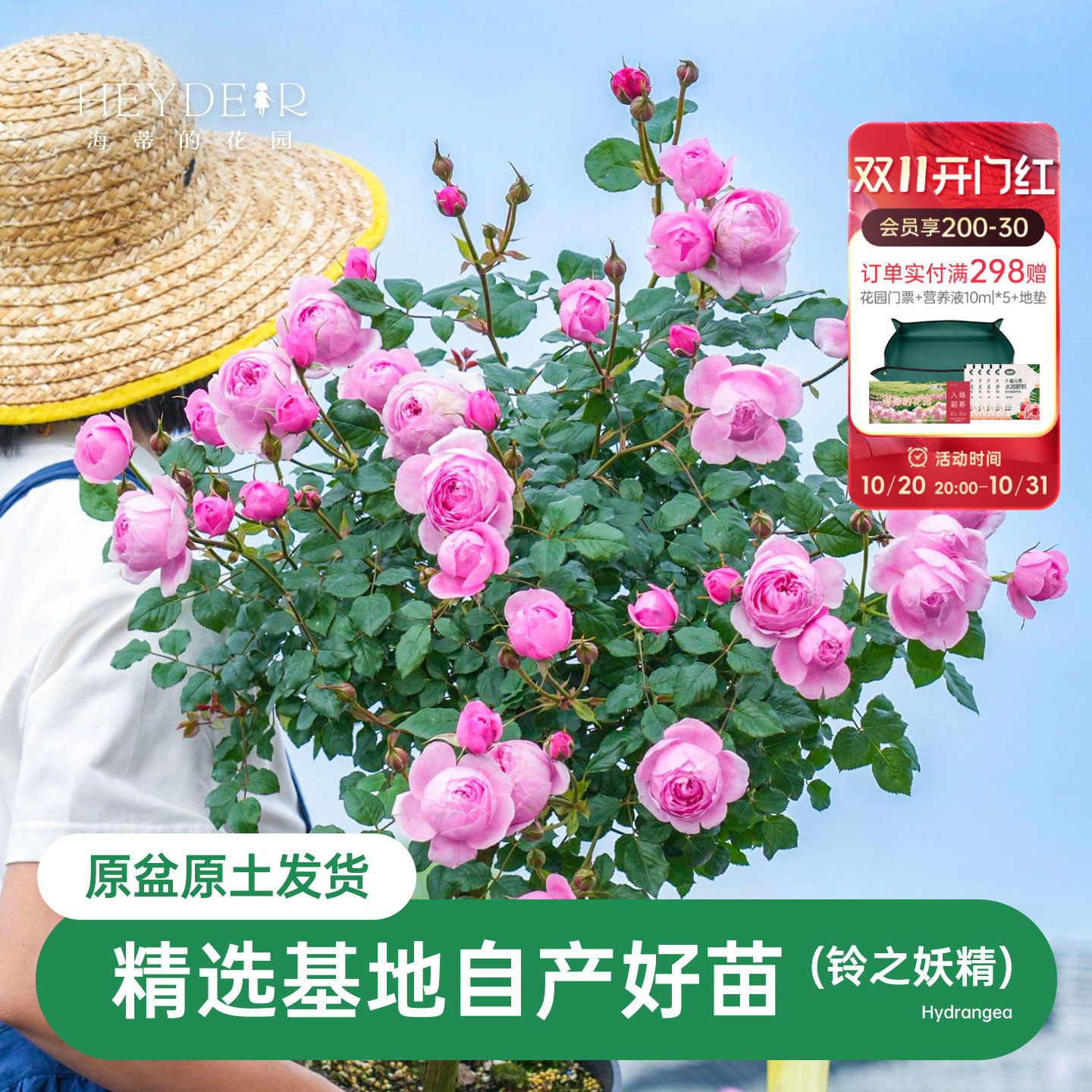 海蒂的花园月季铃之妖精勤花抗病微月阳台庭院盆栽花卉植物花苗