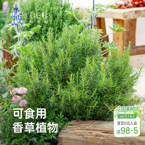 庭院花园迷迭香香草植物