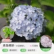 Гортензия Циндао 15 см (оригинальная цена 19,8 юаней)