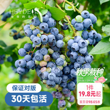 海蒂的花园蓝莓树果苗盆栽果树南方北方带花苞发货阳台庭院地栽苗