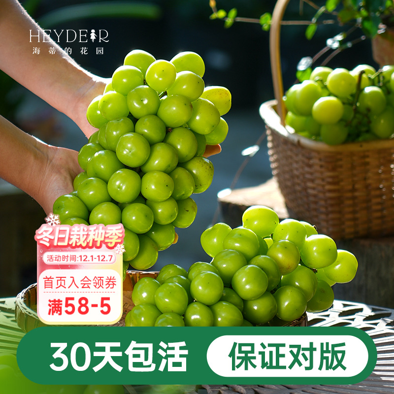 阳台果树阳光玫瑰葡萄苗