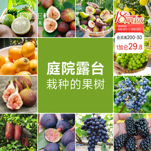 海蒂的花园 果树盆栽香水柠檬葡萄无花果好养果量大庭院易活果苗
