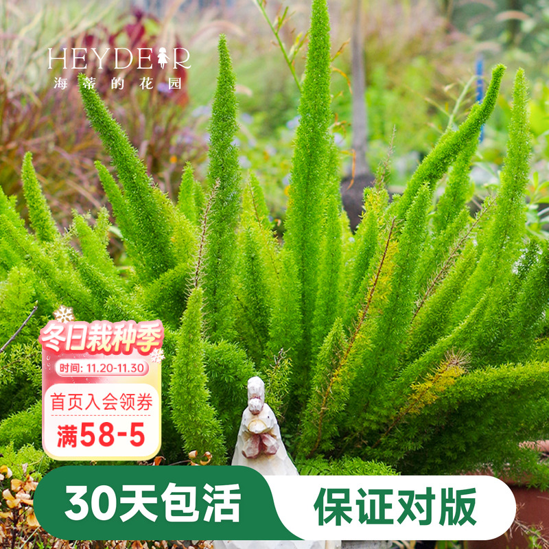 盆栽苗狐尾天门冬海蒂花叶