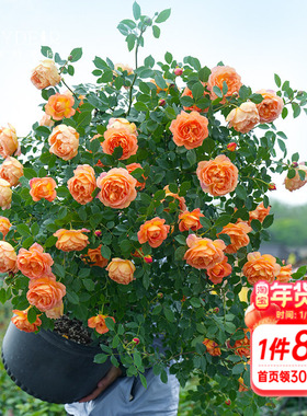 海蒂的花园爬藤月季夏洛特夫人奥斯汀藤本庭院露台花卉植物盆栽苗