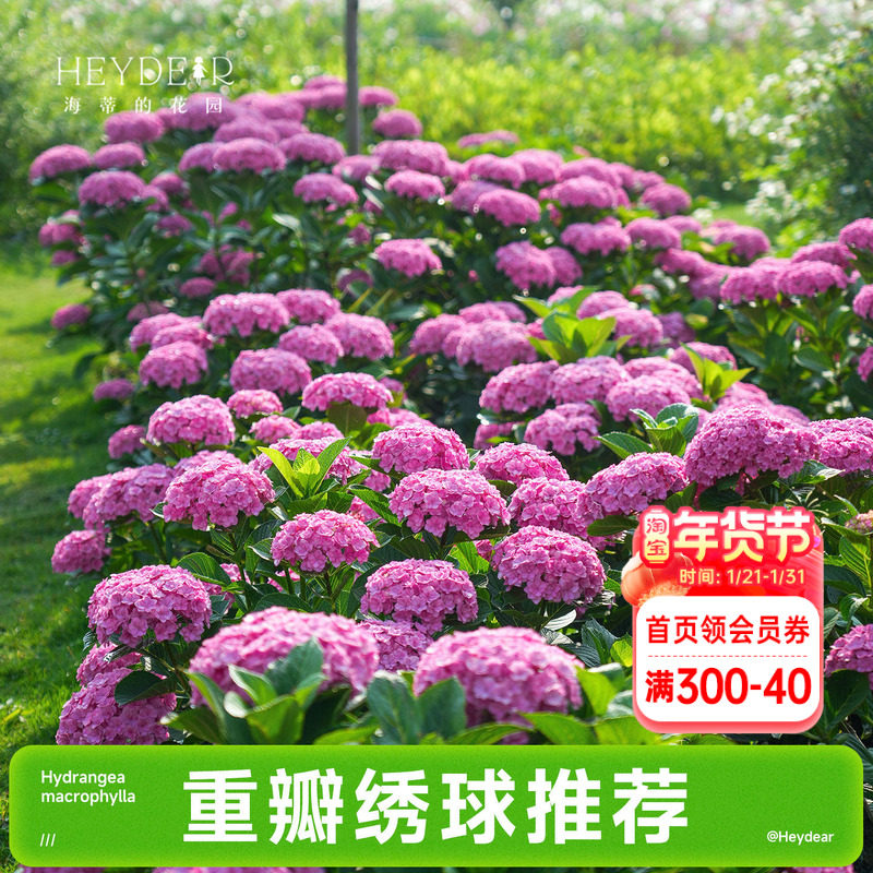 海蒂的花园成都总店重瓣大花绣球花苗盆栽花手鞠阳台花园花卉植物,鲜花速递/花卉仿真/绿植园艺,绣球/木绣球/木本植物,淘宝优惠券,粉丝福利购,淘宝优惠卷