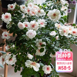 海蒂 花苗杰奎琳杜普蕾直立花量大抗病阳台庭院花卉盆栽 花园月季