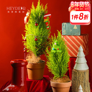 海蒂的花园 小香松圣诞树松柏四季常绿阳台庭院观叶绿植盆栽树苗