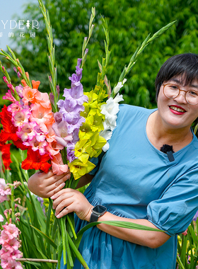 海蒂的花园剑兰唐菖蒲种球庭院阳台花卉盆栽地栽切花十三太保