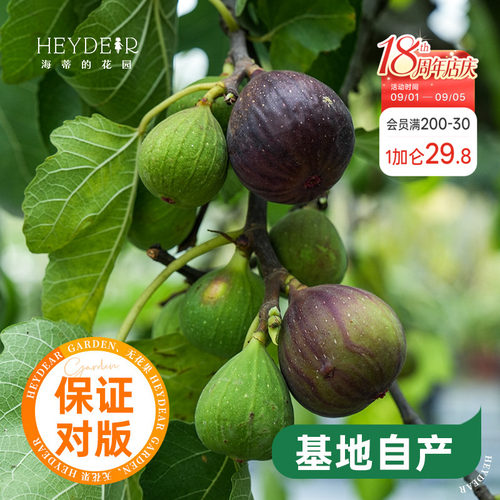 海蒂的花园水果树苗无花果