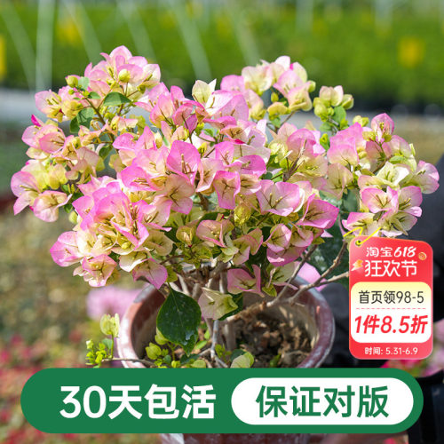 海蒂的花园三角梅盆栽爬藤灌木好养风景树植物阳台庭院花卉树苗