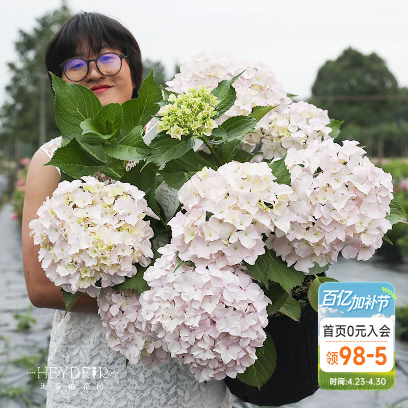 海蒂的花园青岛绣球大花粉白色可爱耐阴阳台露台花卉植物盆栽花苗