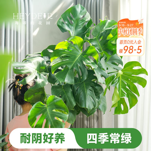 海蒂的花园龟背竹盆栽洒金室内水培绿植观叶植物海妈推荐成都总店