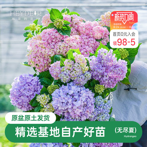 海蒂的花园无尽夏绣球花苗新老枝盆栽阳台庭院地栽好养花卉
