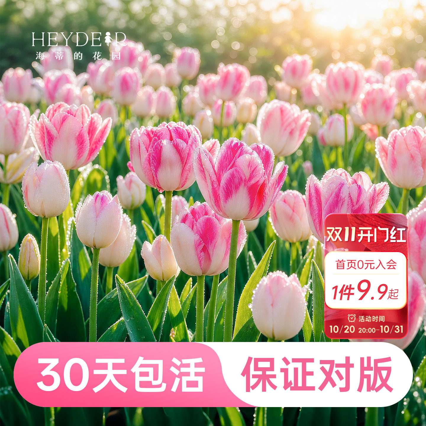 早春开花精灵新手好养郁金香