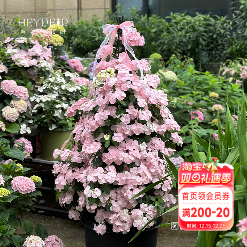 海蒂的花园逃跑新娘绣球花苗