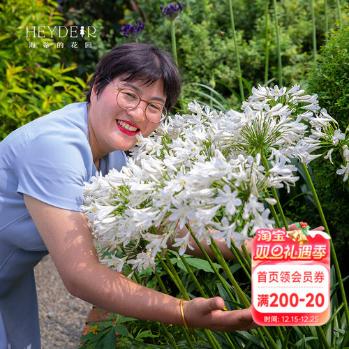 海蒂百子莲庭院耐热植物花卉