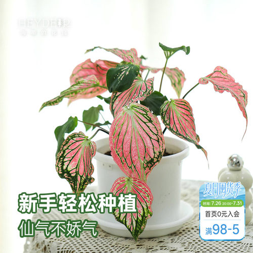 海蒂的花园 彩叶芋盆栽苗粉色飞溅白色恋人桌面观叶植物室内绿植
