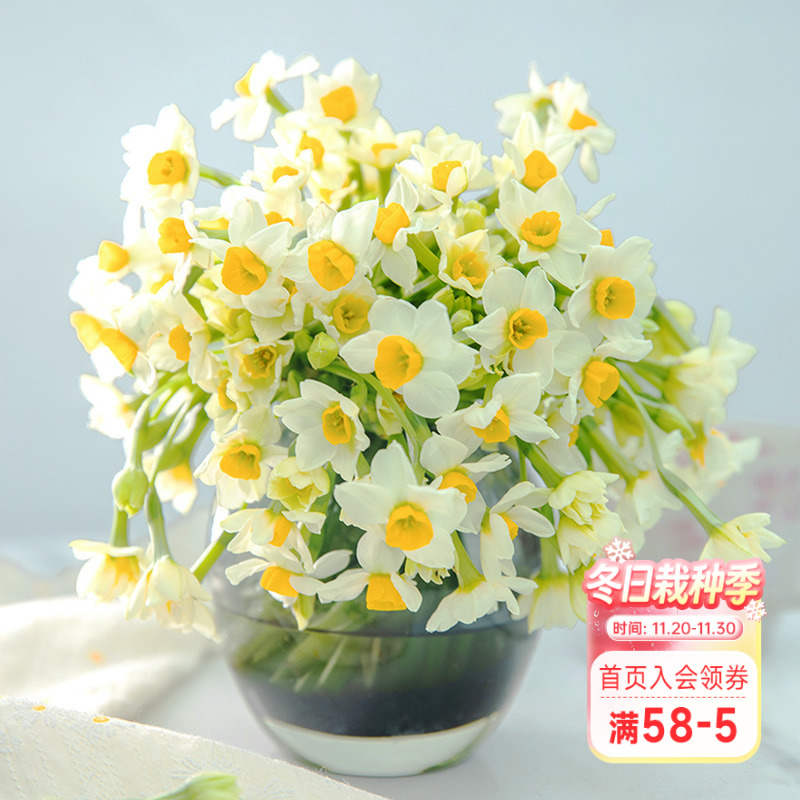 海蒂的花园漳州水仙种球花盆栽水养水培盆冬季室内阳台开花有香味