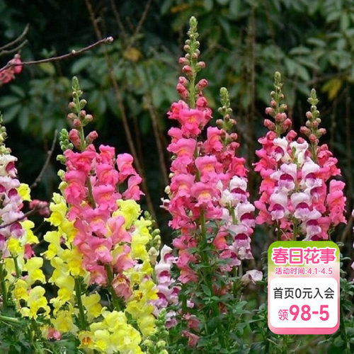 海蒂的花园金鱼草耐阴草花阳台庭院盆栽花卉植物花苗