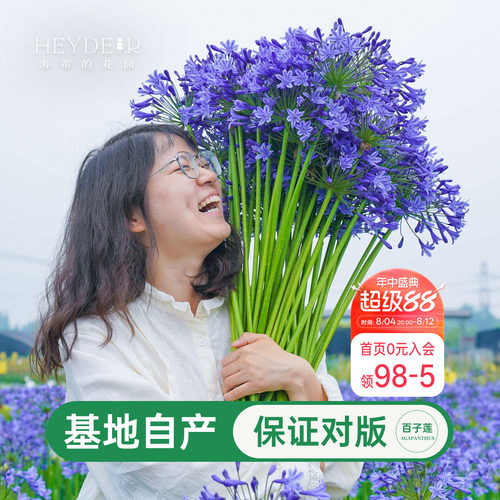 海蒂百子莲庭院耐热植物花卉
