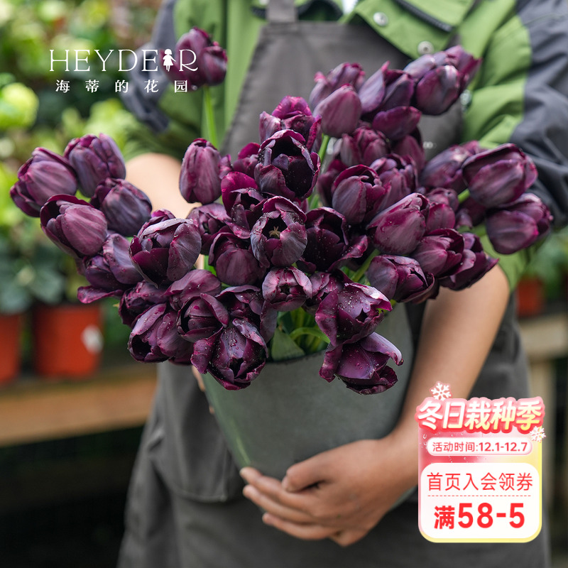 早春开花精灵新手好养郁金香