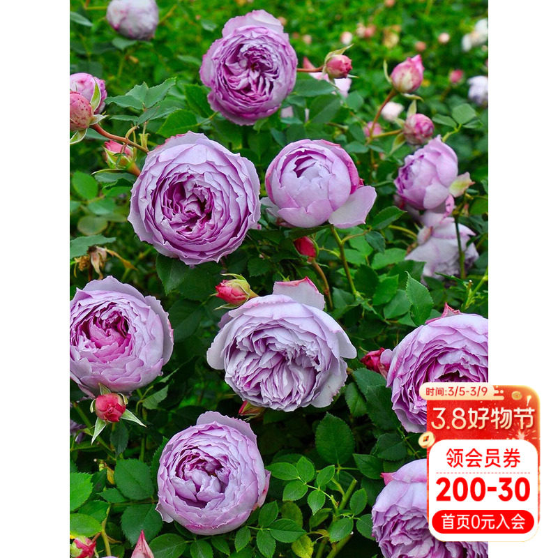 海蒂的花园月季青金石蓝紫色直立花量大四季阳台花卉植物盆栽苗