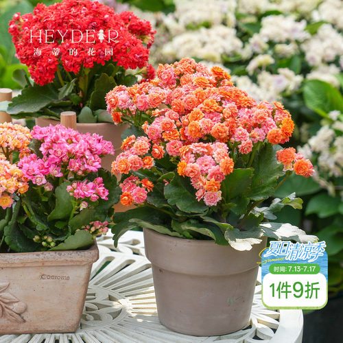 海蒂的花园长寿花盆栽重瓣大花