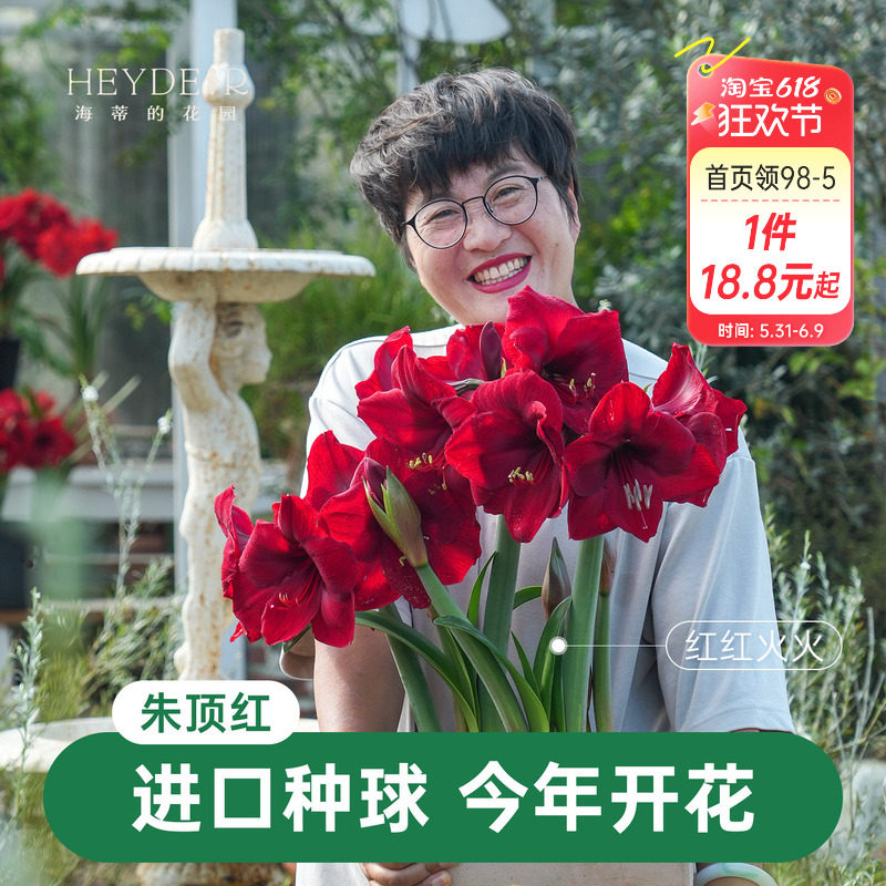 海蒂的花园朱顶红种球阿弗雷进口重瓣鬼魅新年快乐开花球根海妈