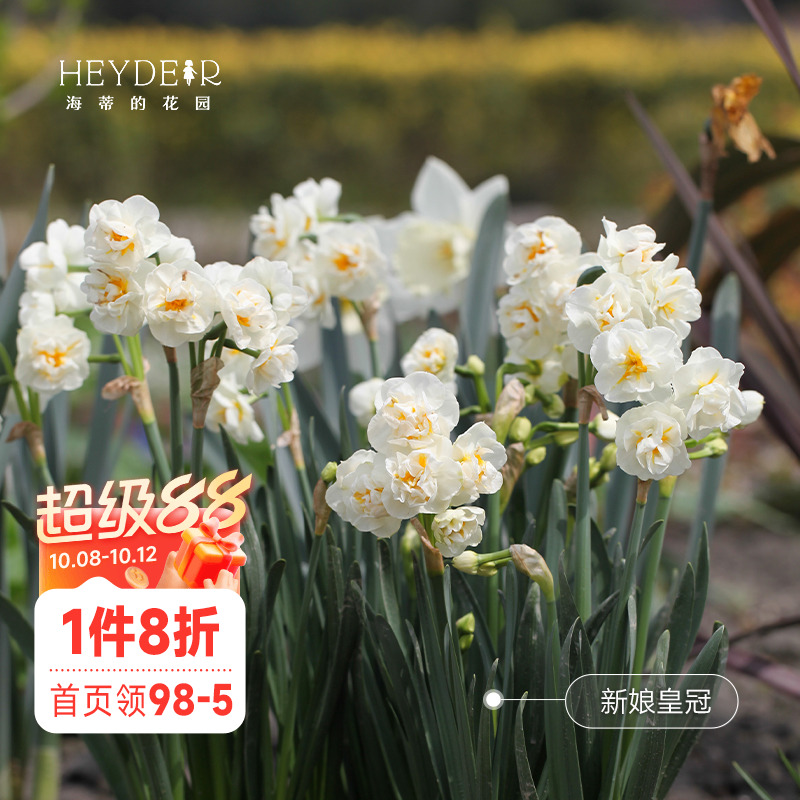 海蒂的花园洋水仙种球水仙水养盆栽冬季室内阳台开花