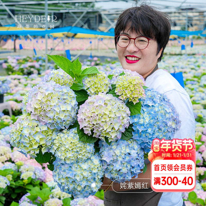 海蒂的花园新品大花绣球花盆栽苗上新阳台盆栽窗台绣球植物,鲜花速递/花卉仿真/绿植园艺,绣球/木绣球/木本植物,淘宝优惠券,粉丝福利购,淘宝优惠卷