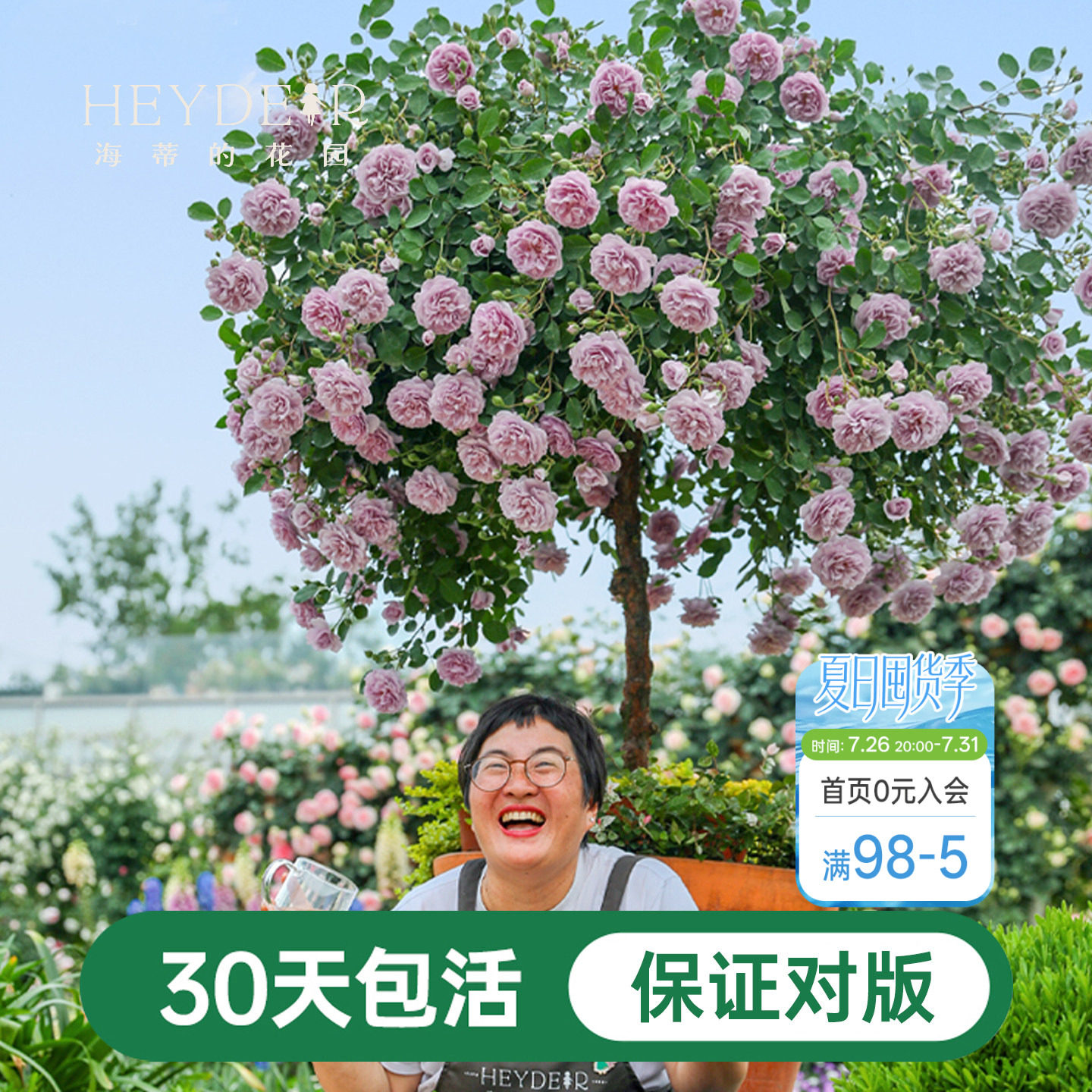 海蒂的花园蓝色阴雨爬藤月季四季阳台庭院垂吊花卉植物盆栽花苗