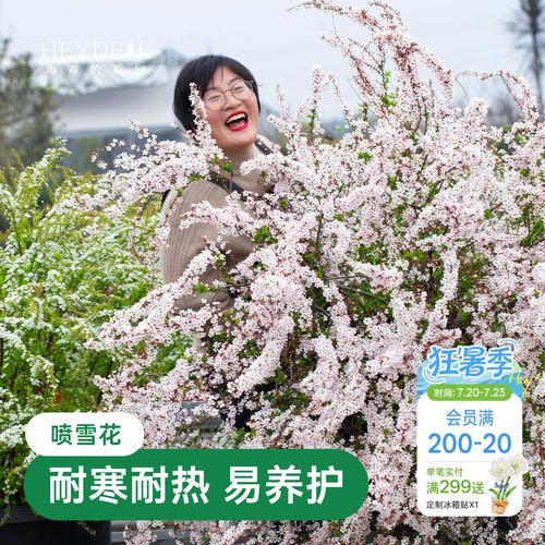 海蒂的花园金叶雪柳多年生花灌木