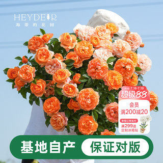 海蒂的花园月季花苗盆栽小苗爬藤玫瑰果汁阳台多季开花地栽花苗