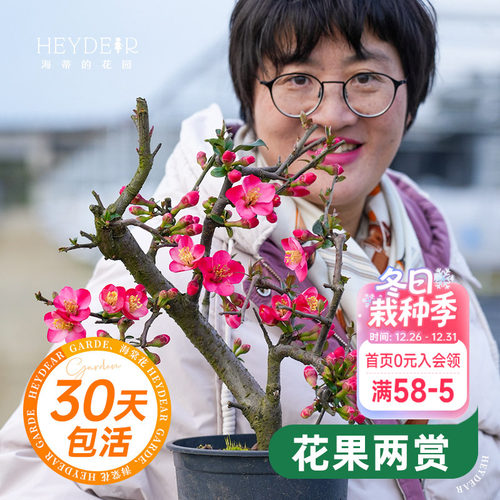 海蒂的花园垂丝海棠树苗地栽盆栽