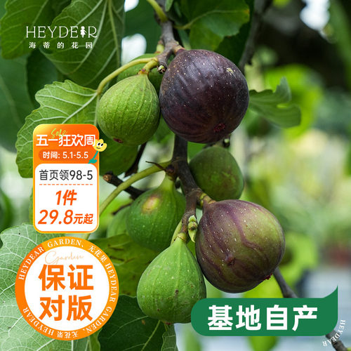 海蒂的花园水果树苗无花果