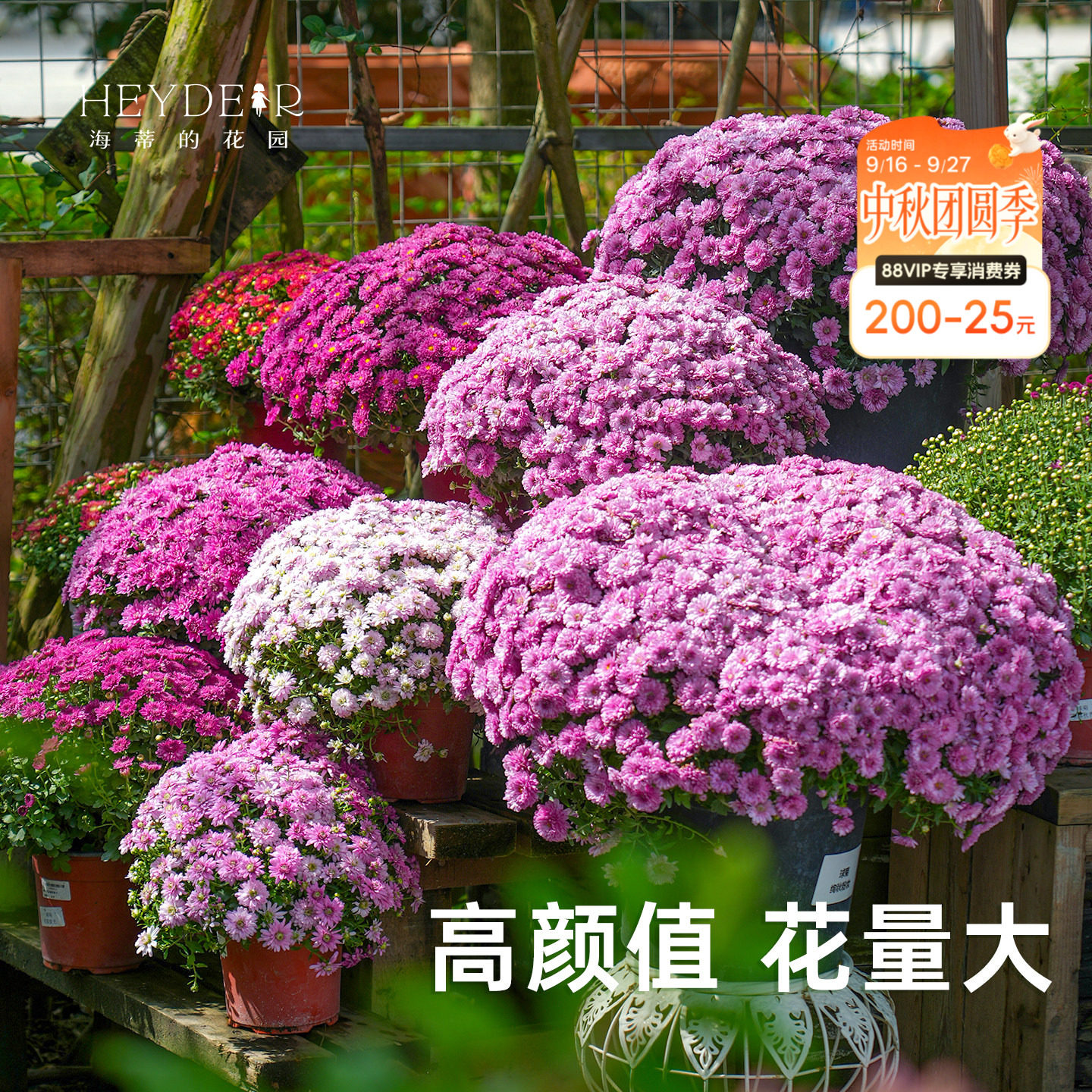 海蒂宿根草花球菊带花盆栽