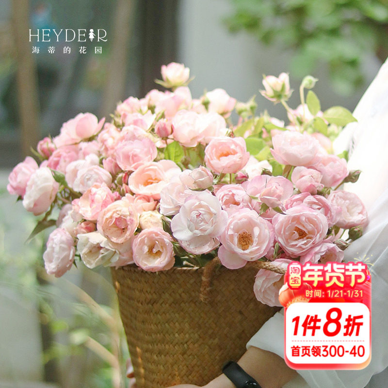 海蒂的花园月季花苗草莓杏仁饼四季直立月季玫瑰庭院阳台花卉盆栽,鲜花速递/花卉仿真/绿植园艺,月季/蔷薇/玫瑰,淘宝优惠券,粉丝福利购,淘宝优惠卷