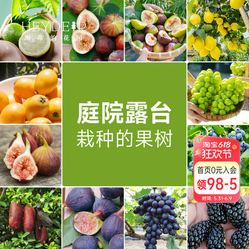 果树果苗盆栽葡萄柠檬