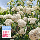 海蒂 乔灌木绣球庭院露台木本花卉植物花期长 花园 绣球金山新品