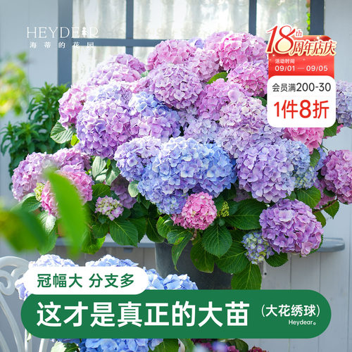 海蒂的花园花手鞠阳台庭院绣球苗