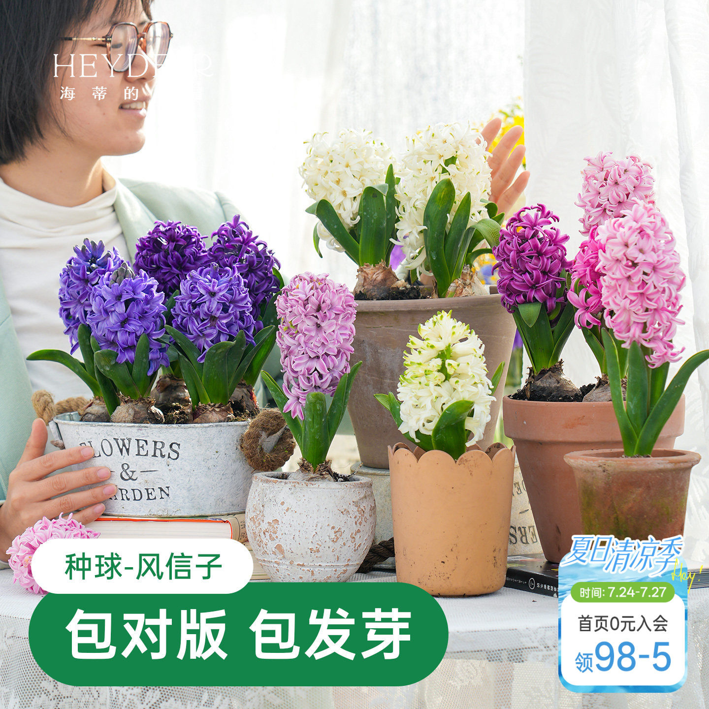海蒂的花园风信子种球阳台水培盆栽地栽球根花卉植物庭院花园海妈